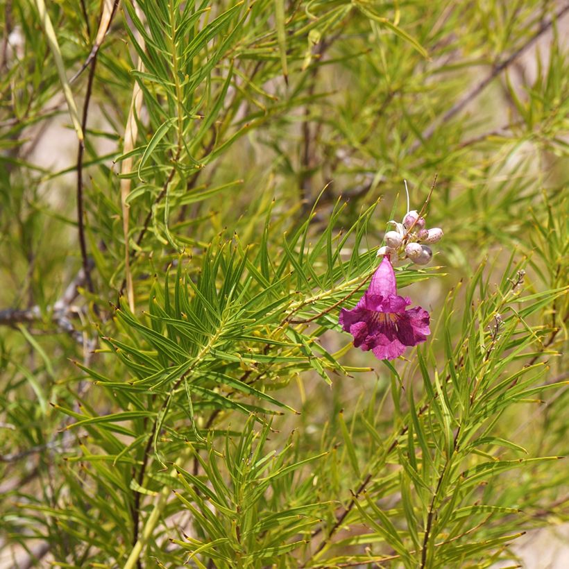 Chilopsis linearis Burgundy (Foliage)