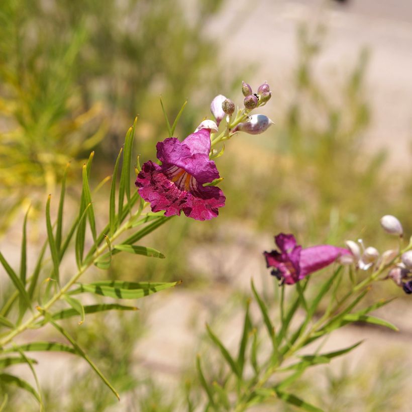 Chilopsis linearis Burgundy (Flowering)