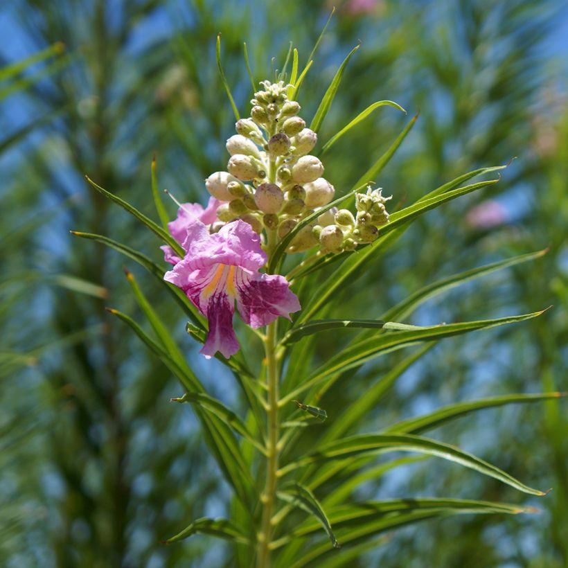 Chilopsis linearis (Foliage)