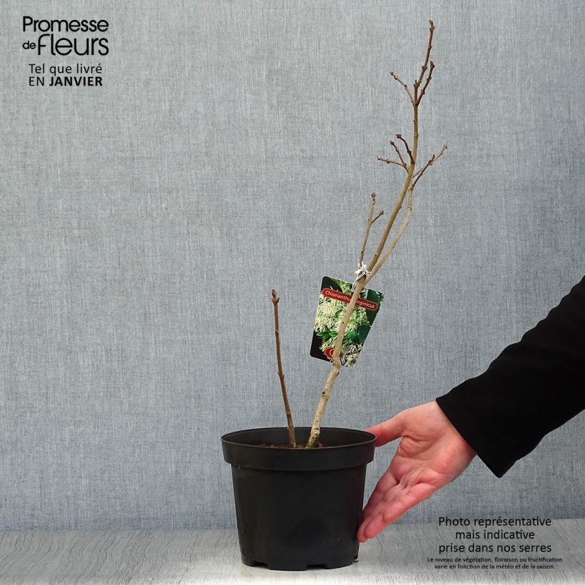 Chionanthus Virginicus, Arbre de Neige en pot de 2/3L sample as delivered in winter