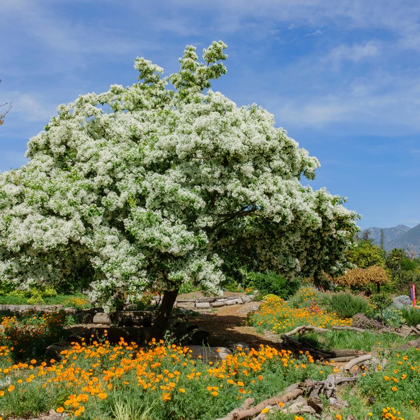 Chionanthus virginicus (Plant habit)