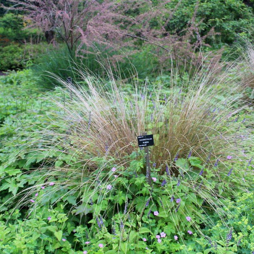 Chionochloa rubra (Plant habit)