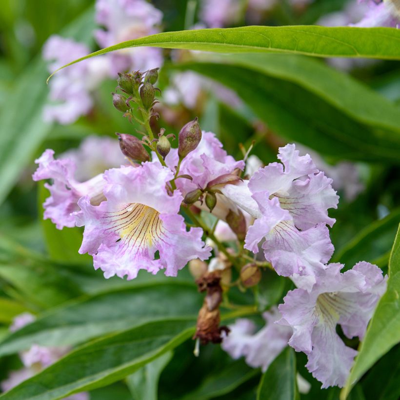 Chitalpa tashkentensis Pink Dawn (Flowering)