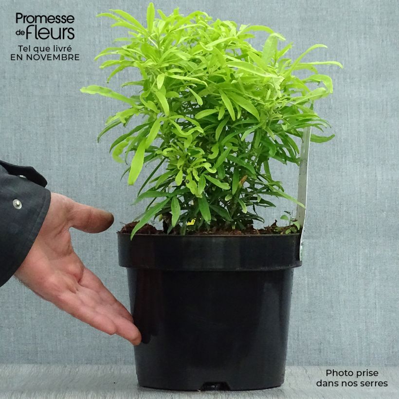 Choisya Aztec Gold - Oranger du Mexique en pot de 2/L/3L sample as delivered in autumn