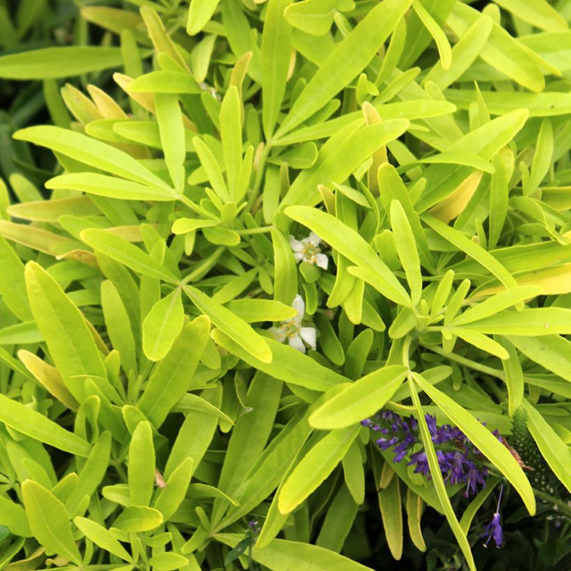 Choisya Goldfinger - Mexican Orange Blossom (Foliage)