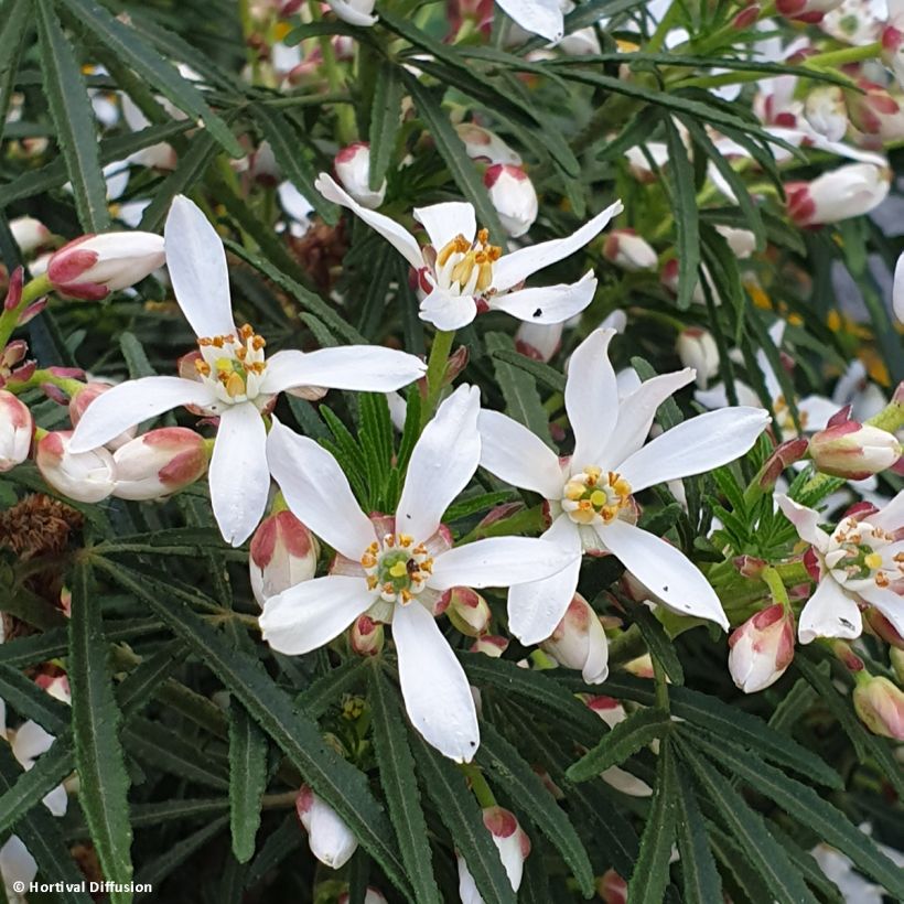 Choisya Little Bee - Mexican Orange Blossom (Flowering)