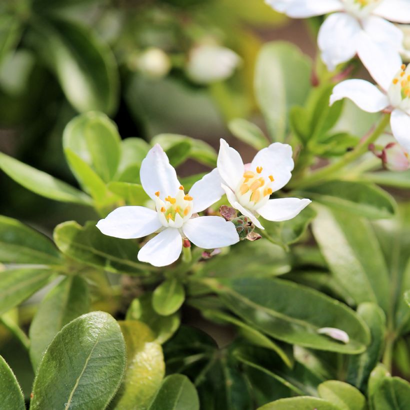 Choisya ternata - Mexican orange blossom (Flowering)