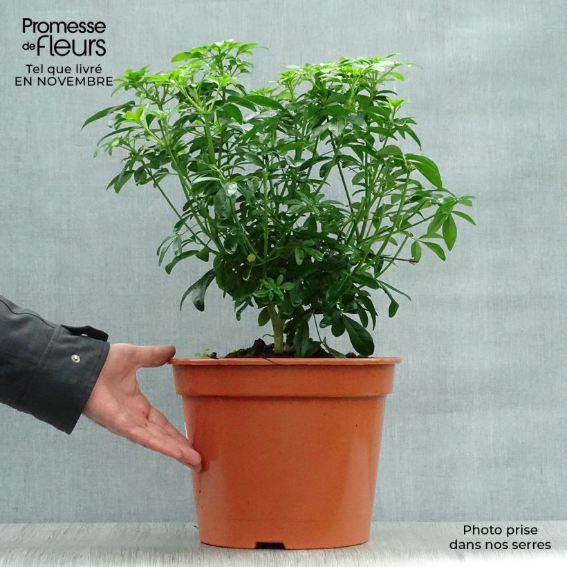 Choisya ternata - Oranger du Mexique en pot de 7,5 ou 10L sample as delivered in autumn