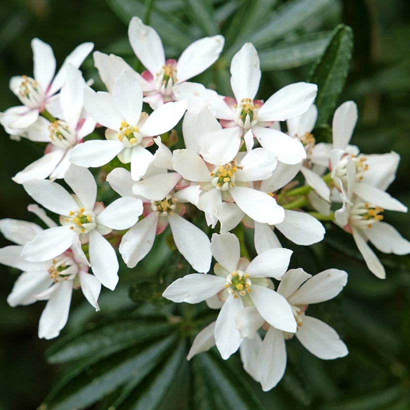 Choisya ternata Snow Flurries - Mexican Orange Blossom (Flowering)