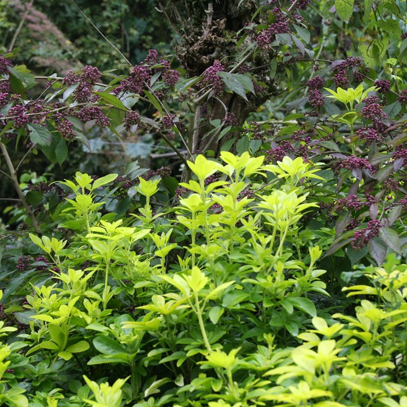 Choisya ternata Sundance - Mexican orange blossom (Plant habit)