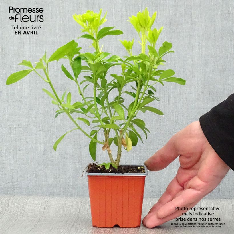 Choisya ternata Sundance - Mexican orange blossom 8/9 cm potShipped height around 10/15cm sample as delivered in spring