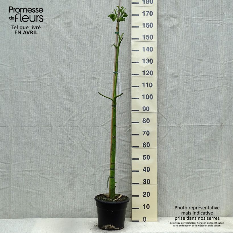 Ceiba speciosa 7.5L/10L potShipped height around 130/150cm sample as delivered in spring