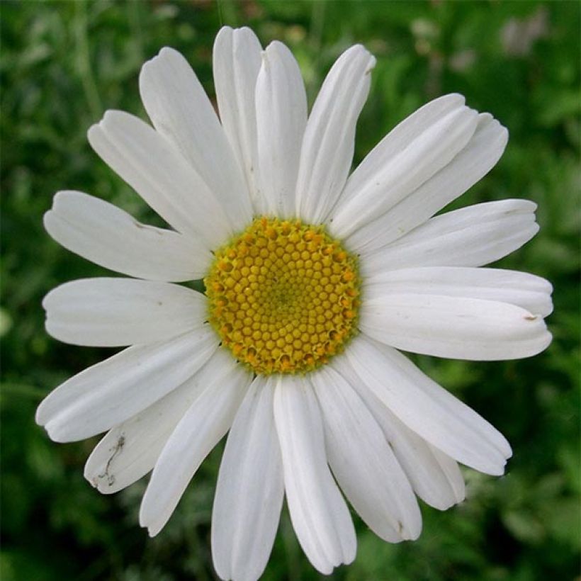 Chrysanthemum cinerariifolium (Flowering)