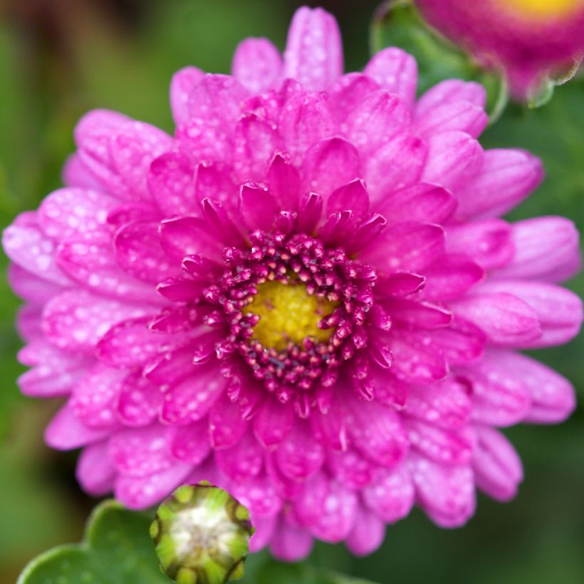 Chrysanthemum indicum Mei Kyo (Flowering)