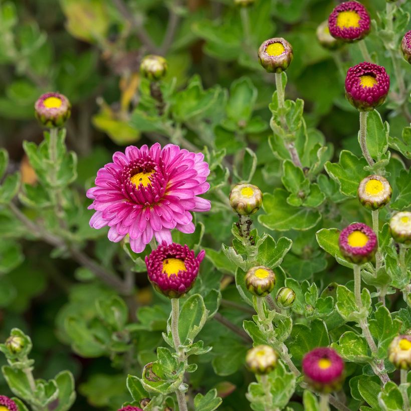 Chrysanthemum indicum Anastasia (Foliage)