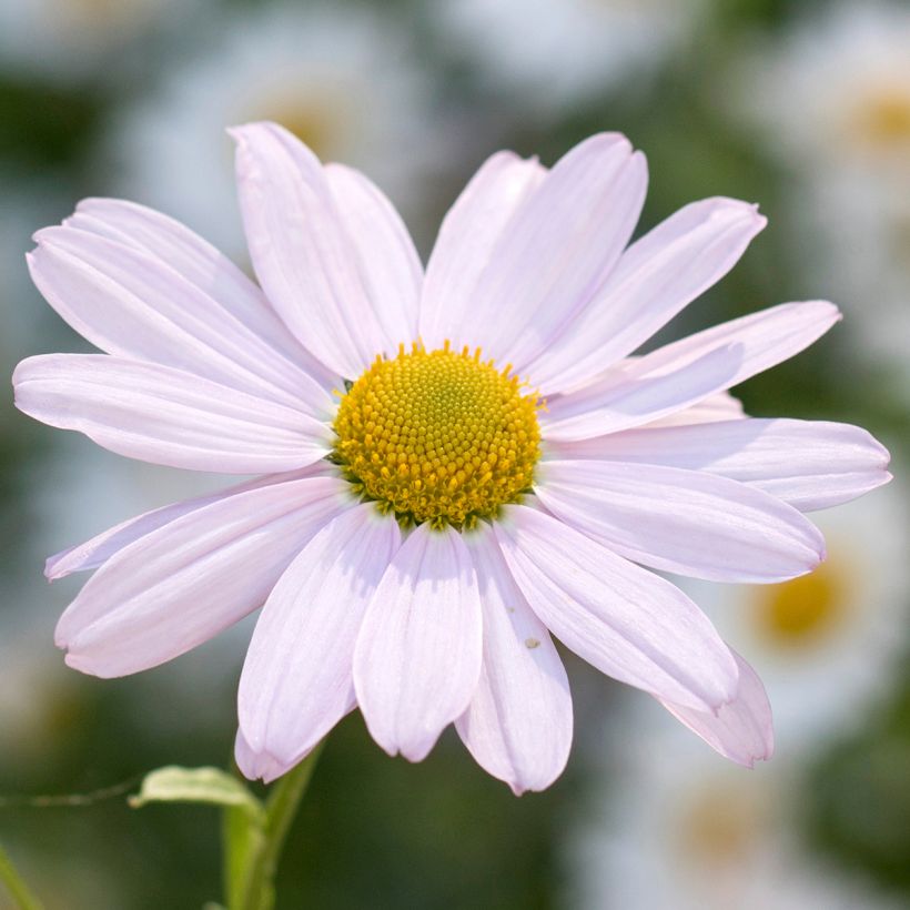 Chrysanthemum arcticum Roseum (Flowering)