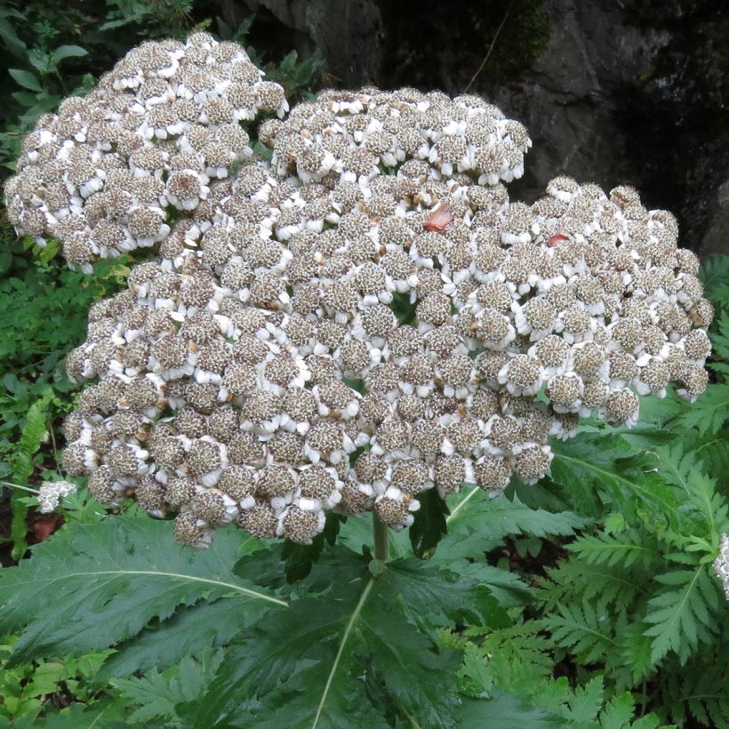 Chrysanthemum macrophyllum (Flowering)