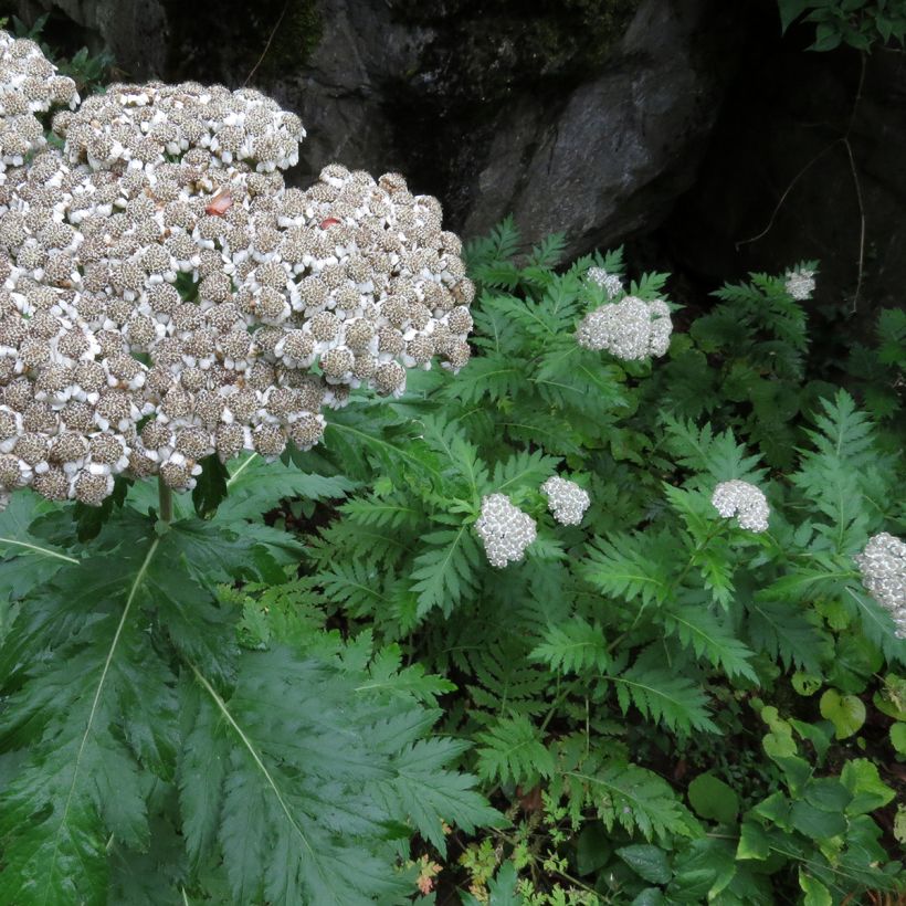 Chrysanthemum macrophyllum (Plant habit)