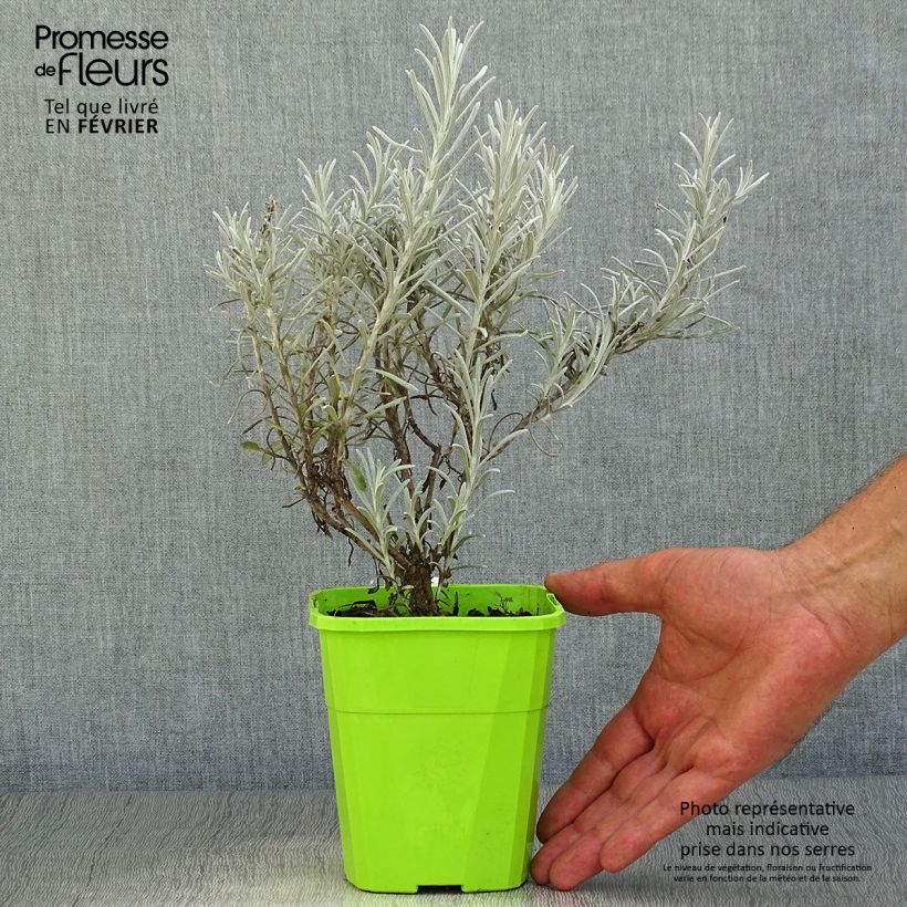 Chrysocephalum apiculatum Korma - Immortelle  Pot de 1,5L/2L sample as delivered in autumn