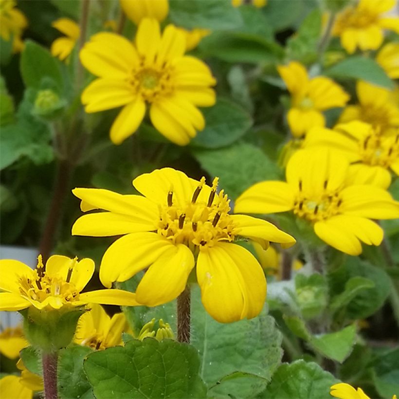 Chrysogonum virginianum André Viette (Flowering)