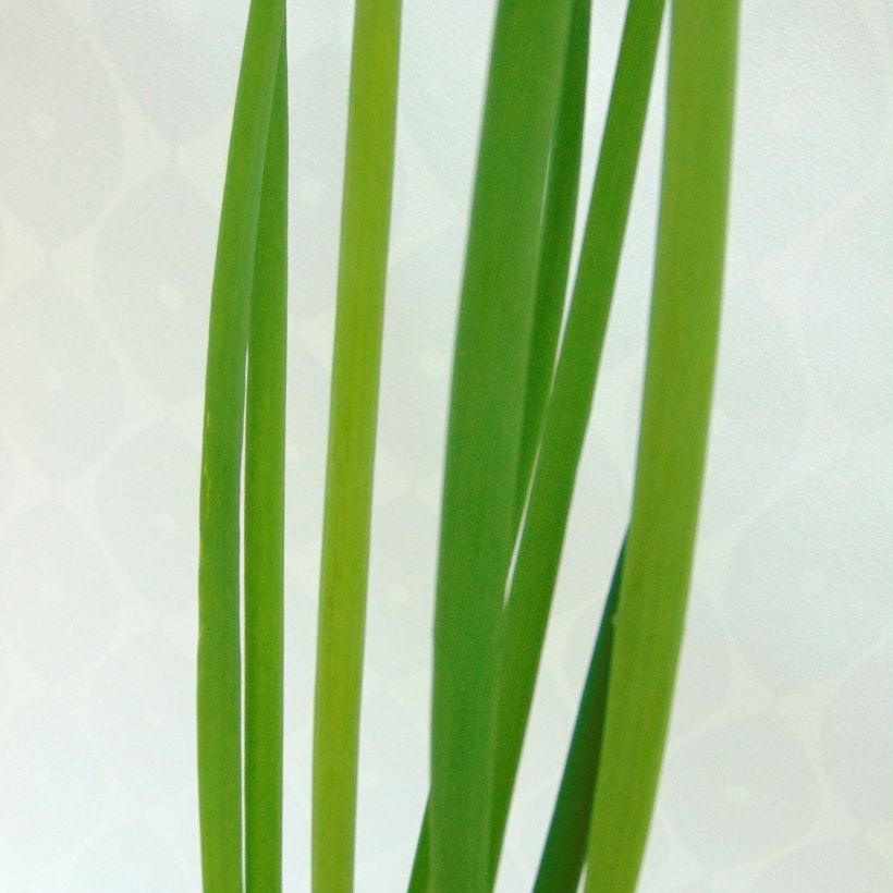 Organic Chive - Allium fistulosum (Foliage)