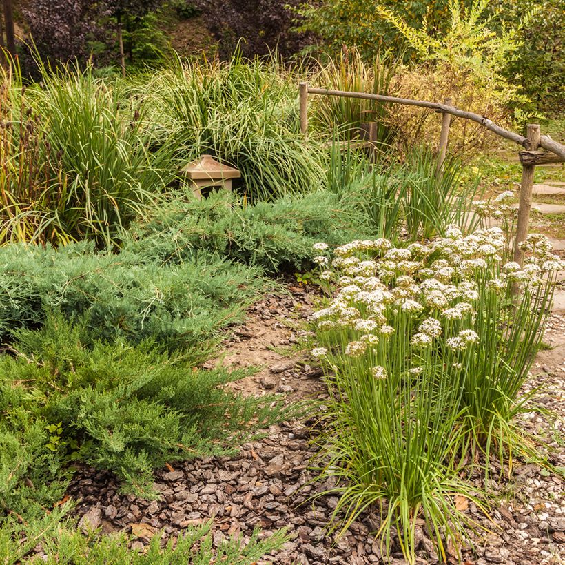 Allium ramosum  (Plant habit)