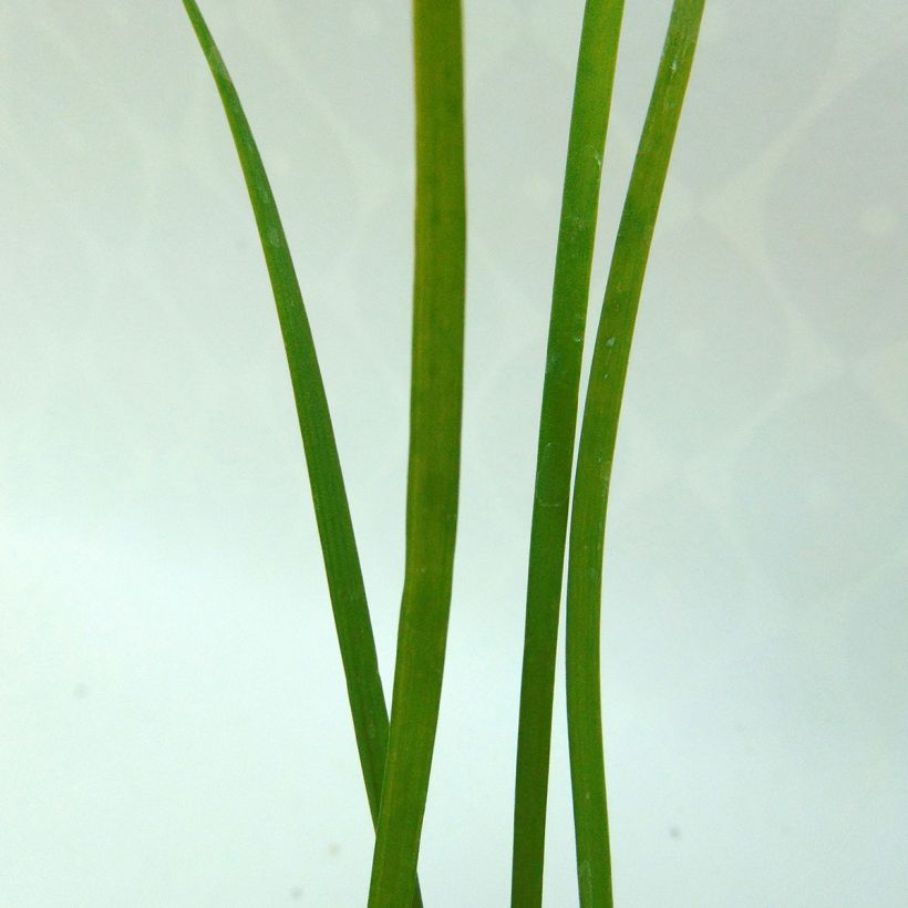 Organic Chinese Chives - Allium tuberosum (Foliage)