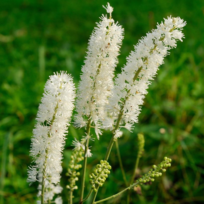 Cimicifuga arizonica (Flowering)