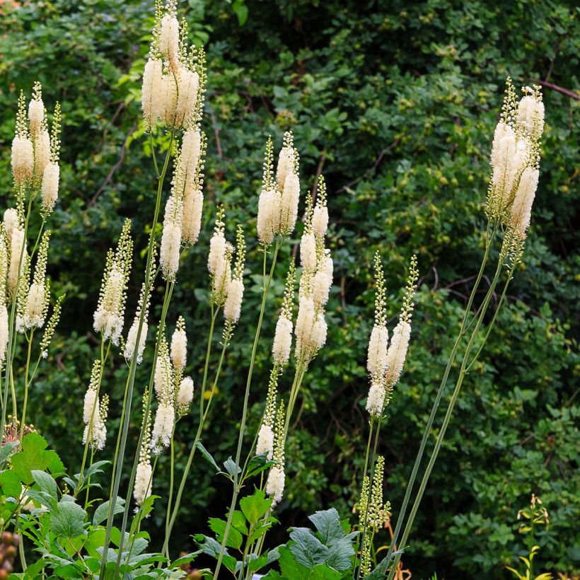 Cimicifuga arizonica (Plant habit)