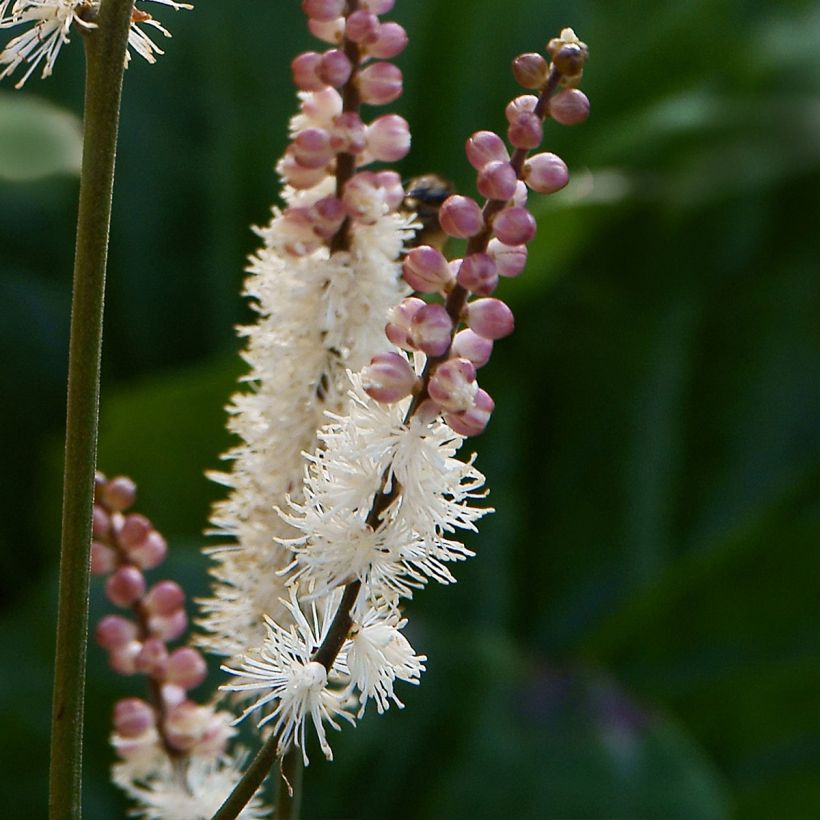 Cimicifuga japonica (Flowering)