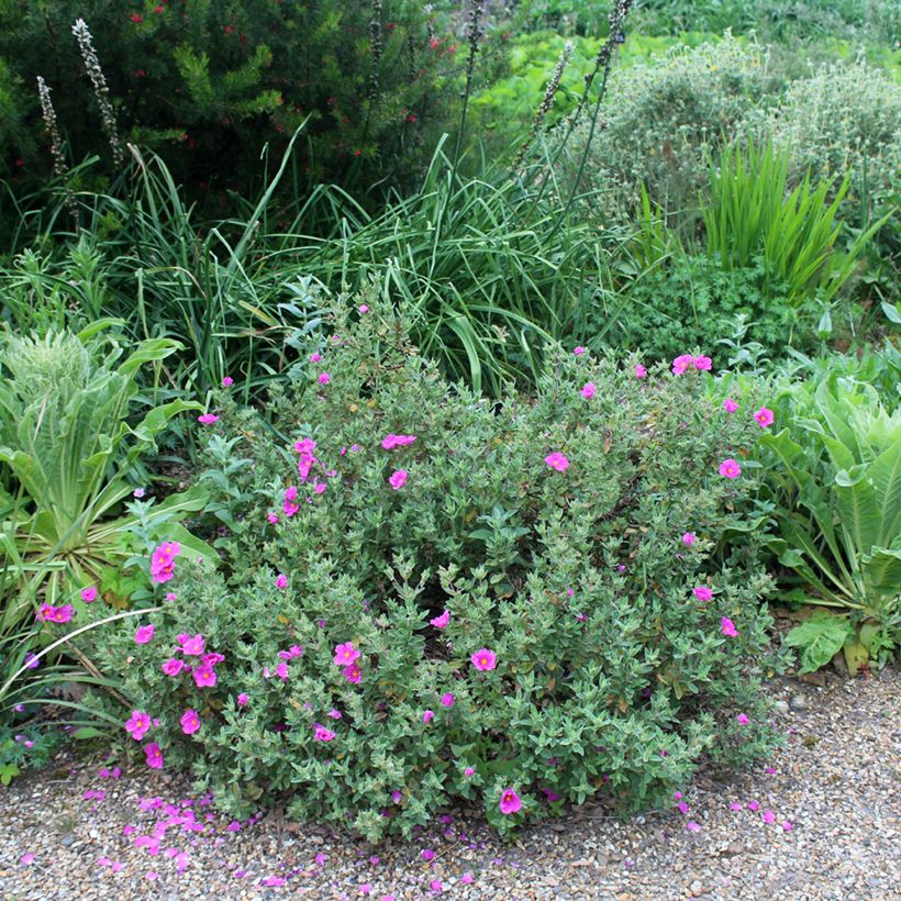 Cistus pulverulentus - Rockrose (Plant habit)