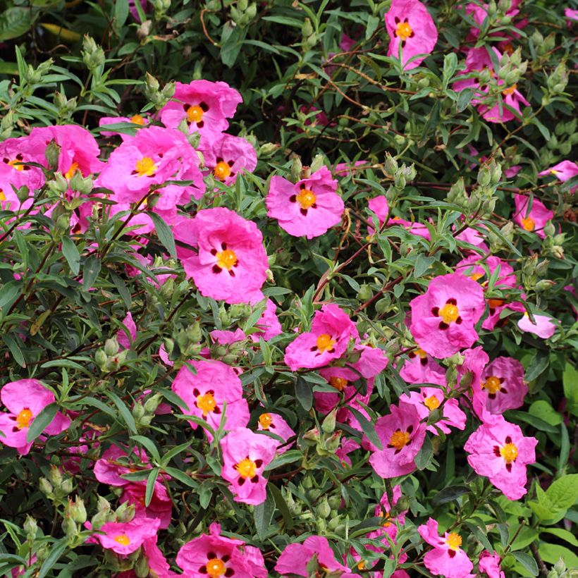 Cistus x purpureus - Rockrose (Flowering)