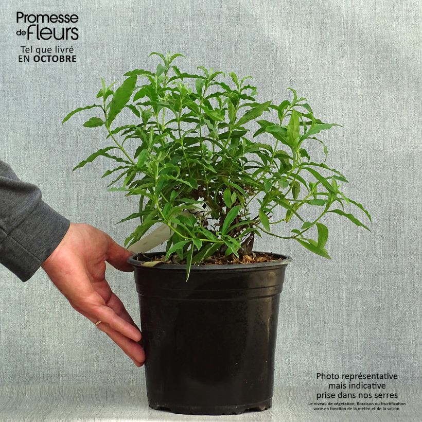 Cistus purpureus - Ciste pourpre en pot de 4L/5L sample as delivered in autumn