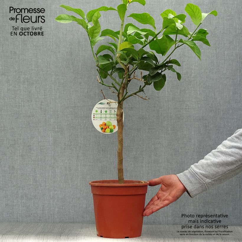 Citronnier de Syracuse - Citrus limon Femminello Siracusano Pot de 4L/5L sample as delivered in autumn