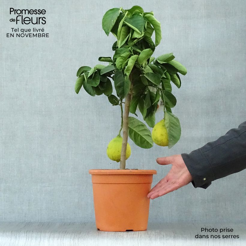 Citrus Lipo - Citrus limon x Citrus paradisi Pot de 4L/5L sample as delivered in autumn