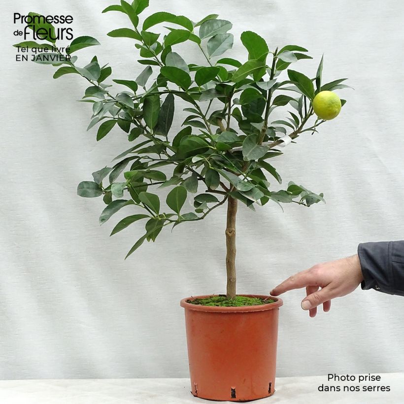 Citron vert - Citrus aurantifolia Pot de 4L/5L sample as delivered in winter