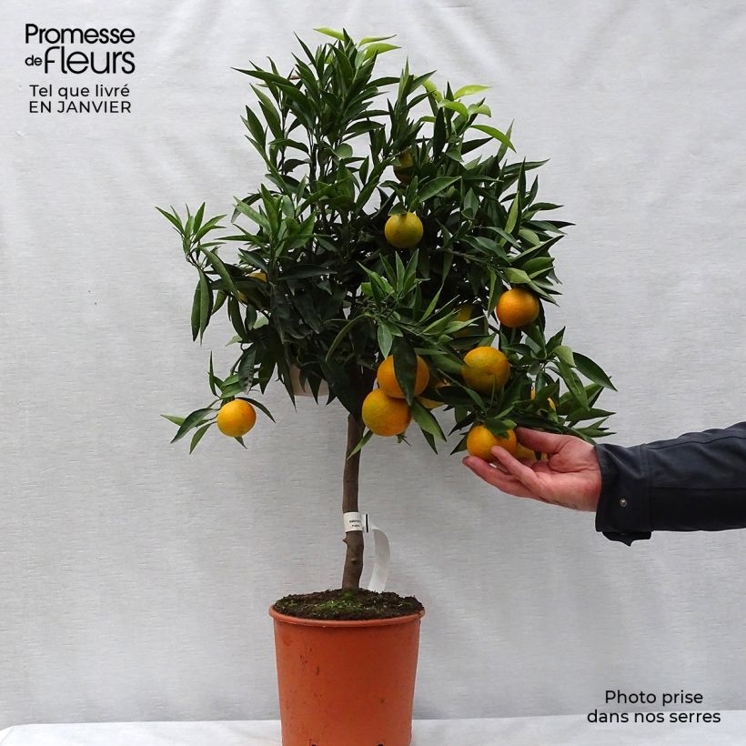 Clémentinier - Citrus clementina Pot de 4L/5L sample as delivered in winter