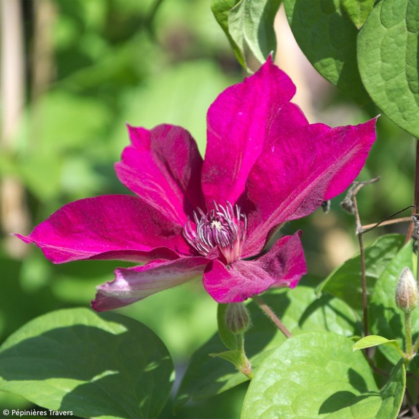 Clematis Perida (Flowering)