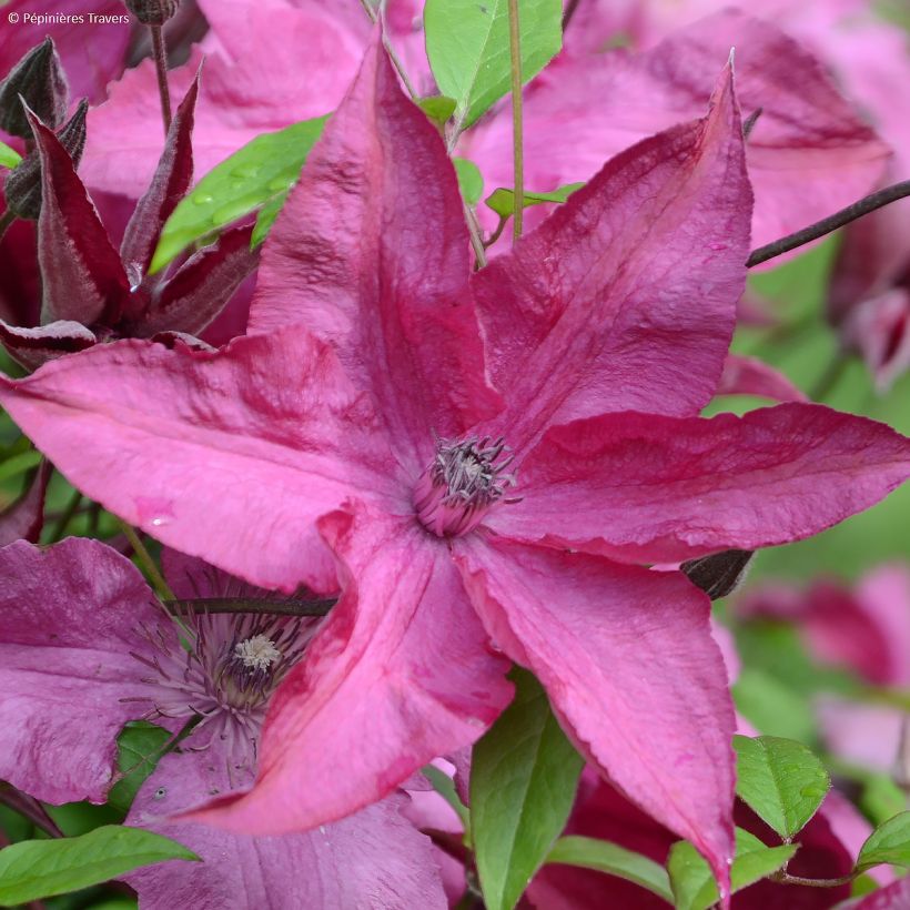 Clematis Saphyra Nancy  (Flowering)