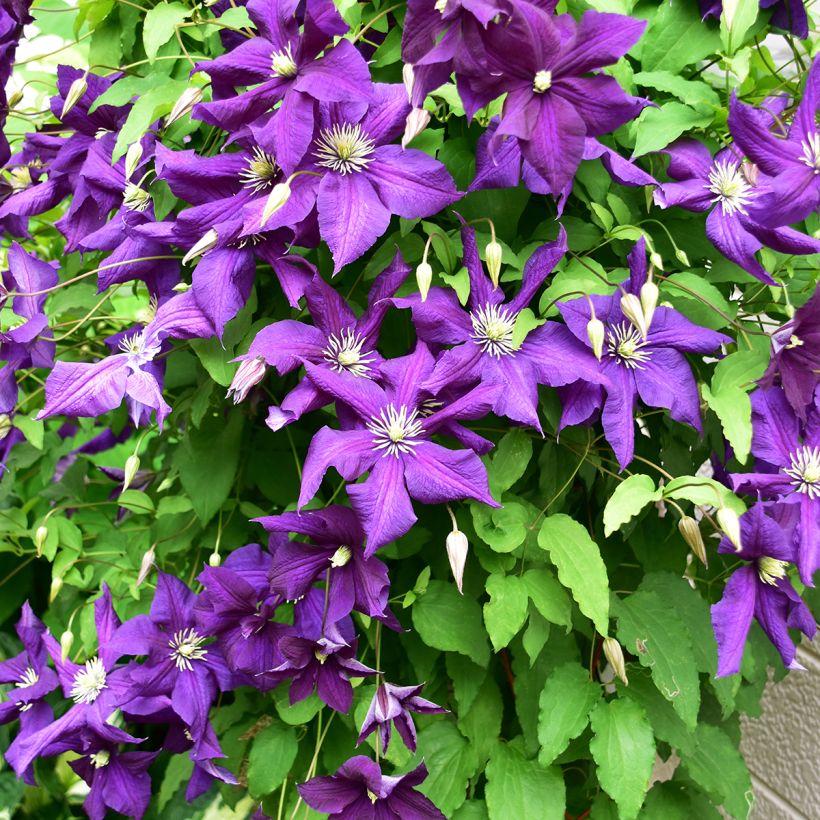 Clematis Aotearoa - Italian Leather Flower (Plant habit)