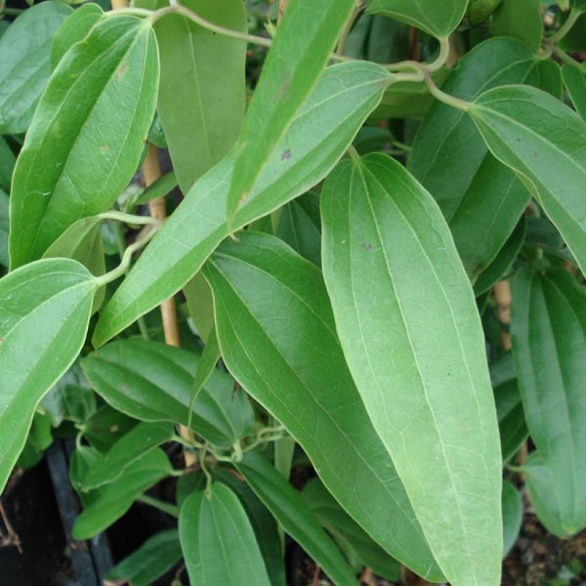 Clematis armandii Apple Blossom (Foliage)