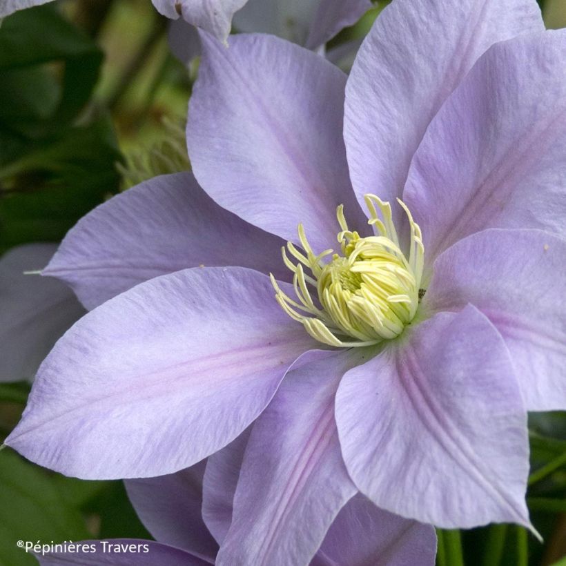 Clematis Blue Eyes (Flowering)