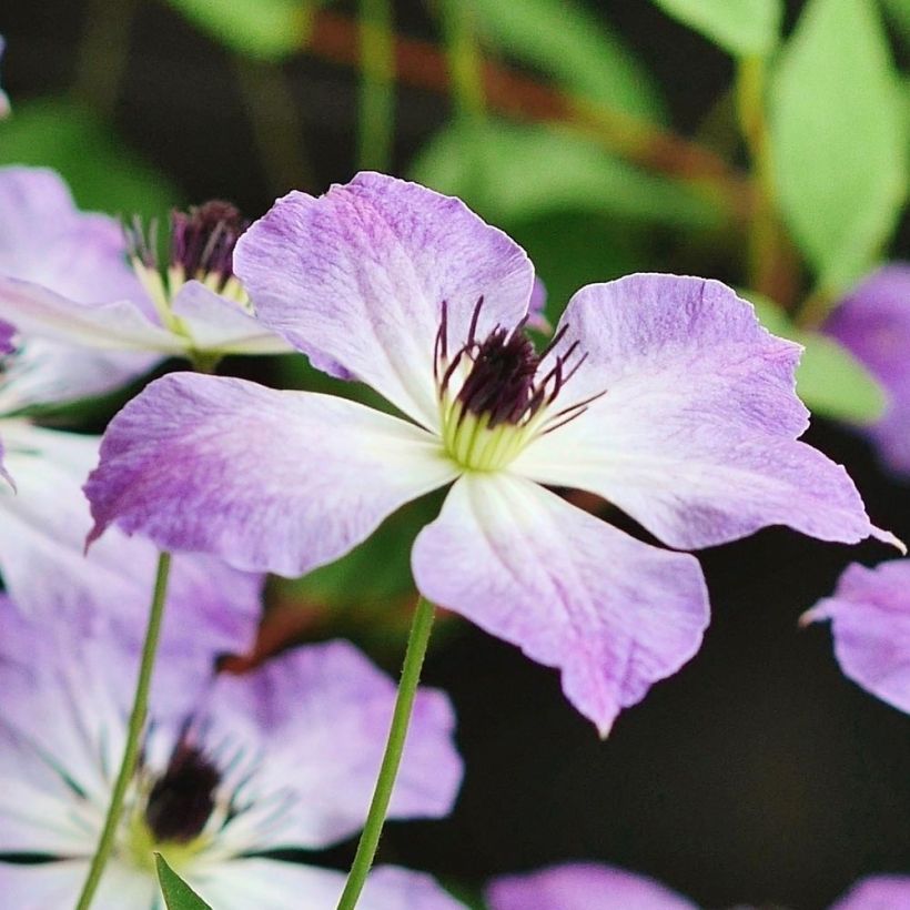 Clematis Cloudburst (Flowering)