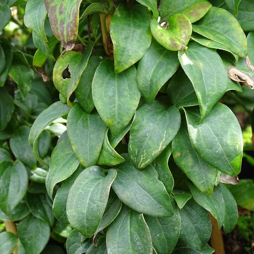 Clematis integrifolia Baby Star 'Zobast' (Foliage)