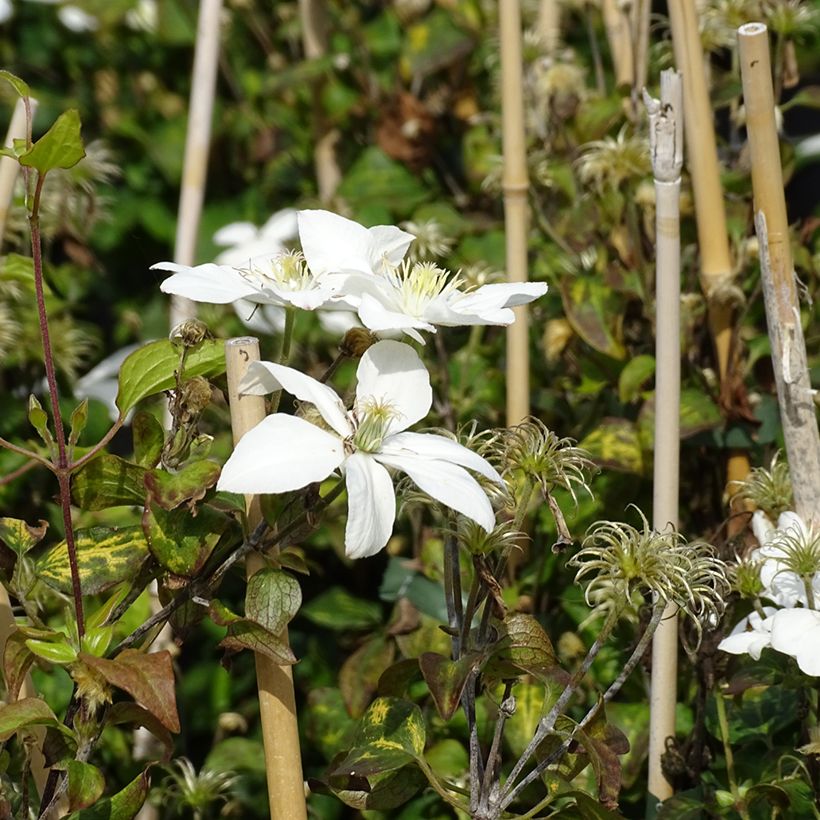 Clematis integrifolia Baby Star 'Zobast' (Flowering)