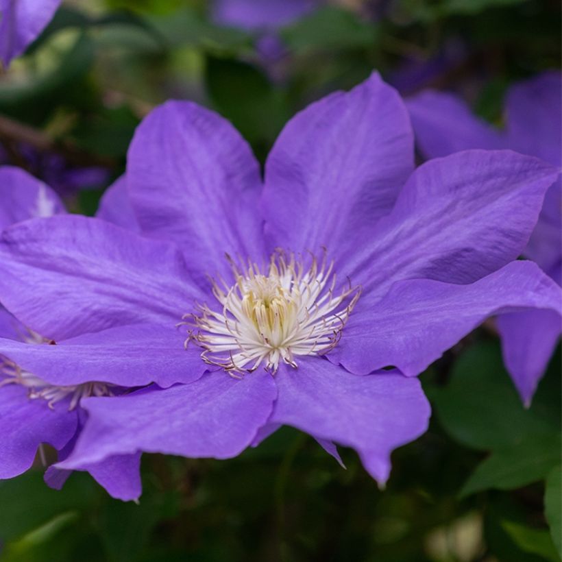 Clematis patens Royal Crown (Flowering)