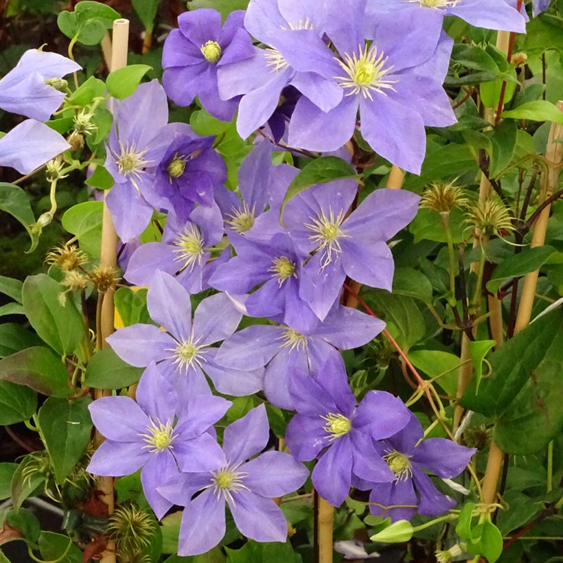 Clematis patens Fujimusume (Plant habit)