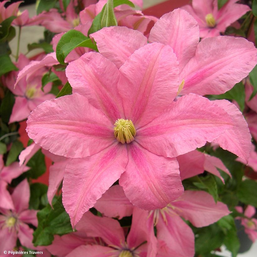 Clematis Rosamunde (Harvest)