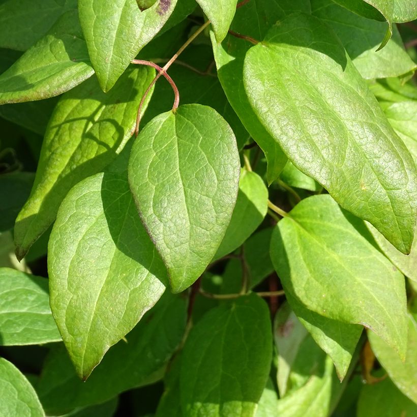 Clematis jackmanii Rouge Cardinal (Foliage)