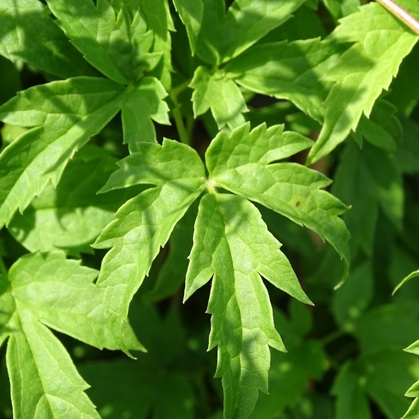 Clematis Spiky (Foliage)